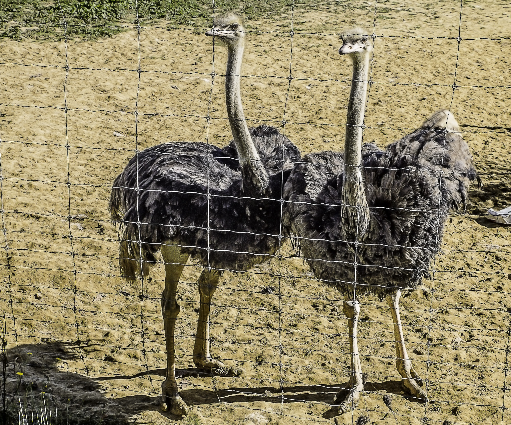 9 Deux autruches curieuses 1bis 251017.jpg