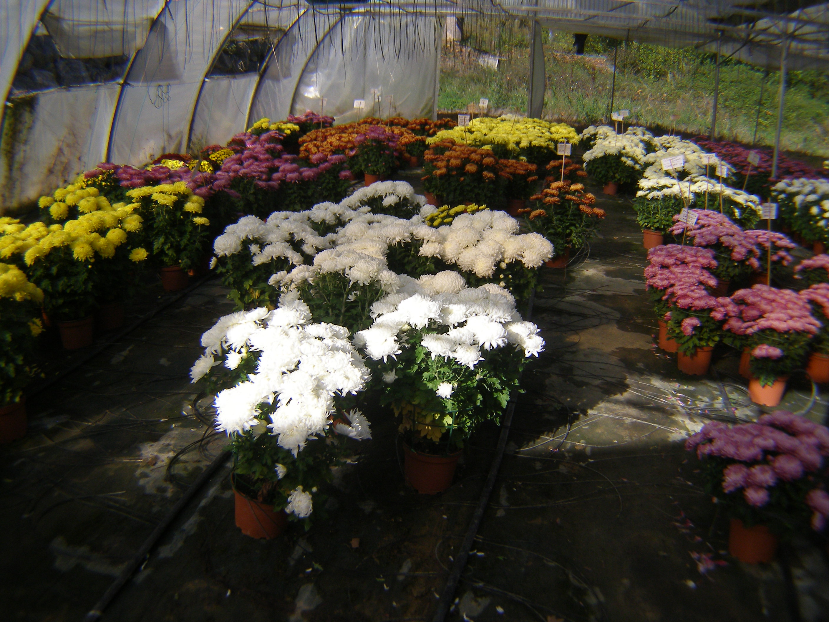 PA260002.JPG