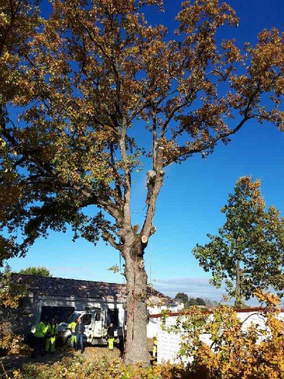 UN BEL ARBRE.jpg