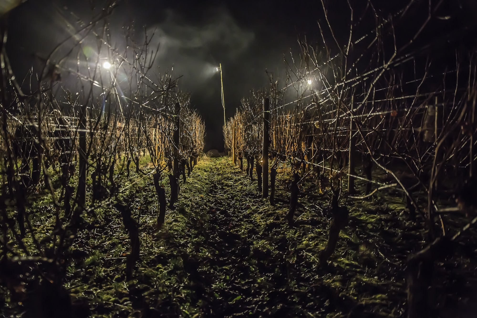 8 La vigne attend 1bis 311217.jpg
