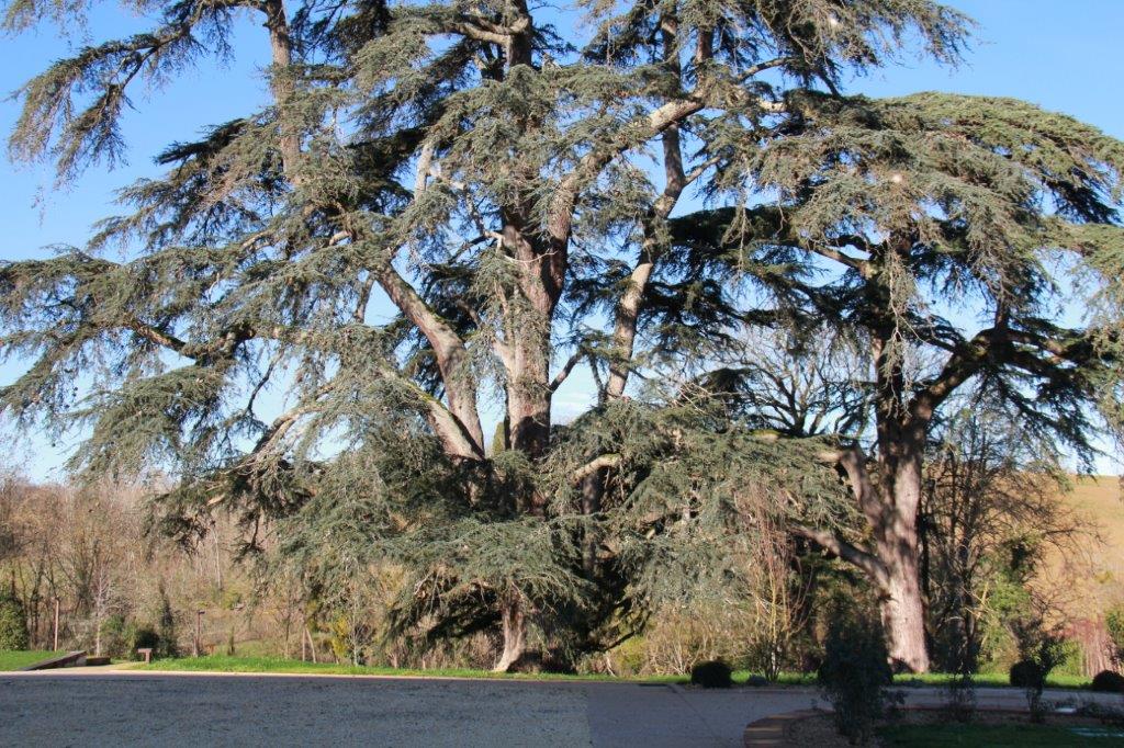 le parc avec ses arbres plus que centenaires.JPG