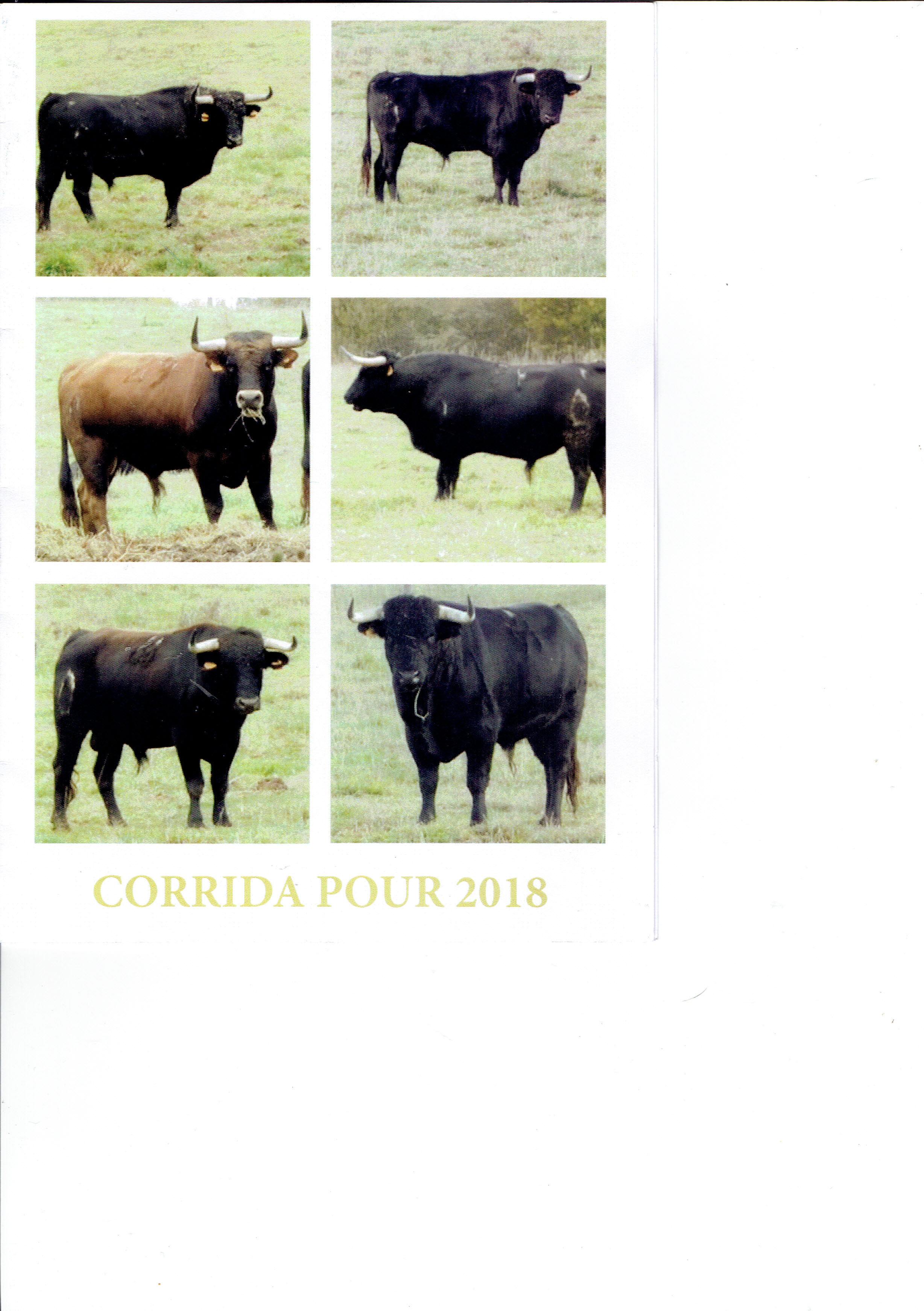toros.jpg