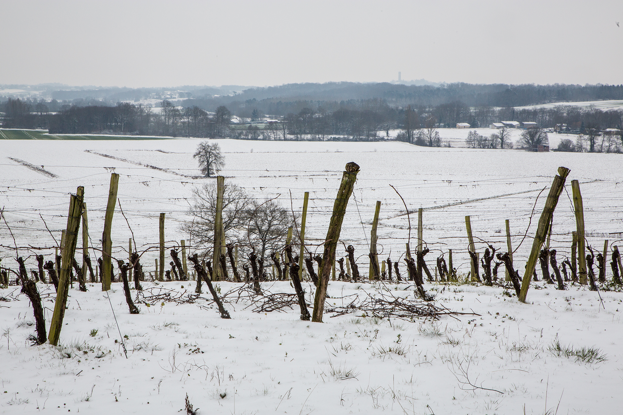 3 La vigne dort 1bis 280218.jpg