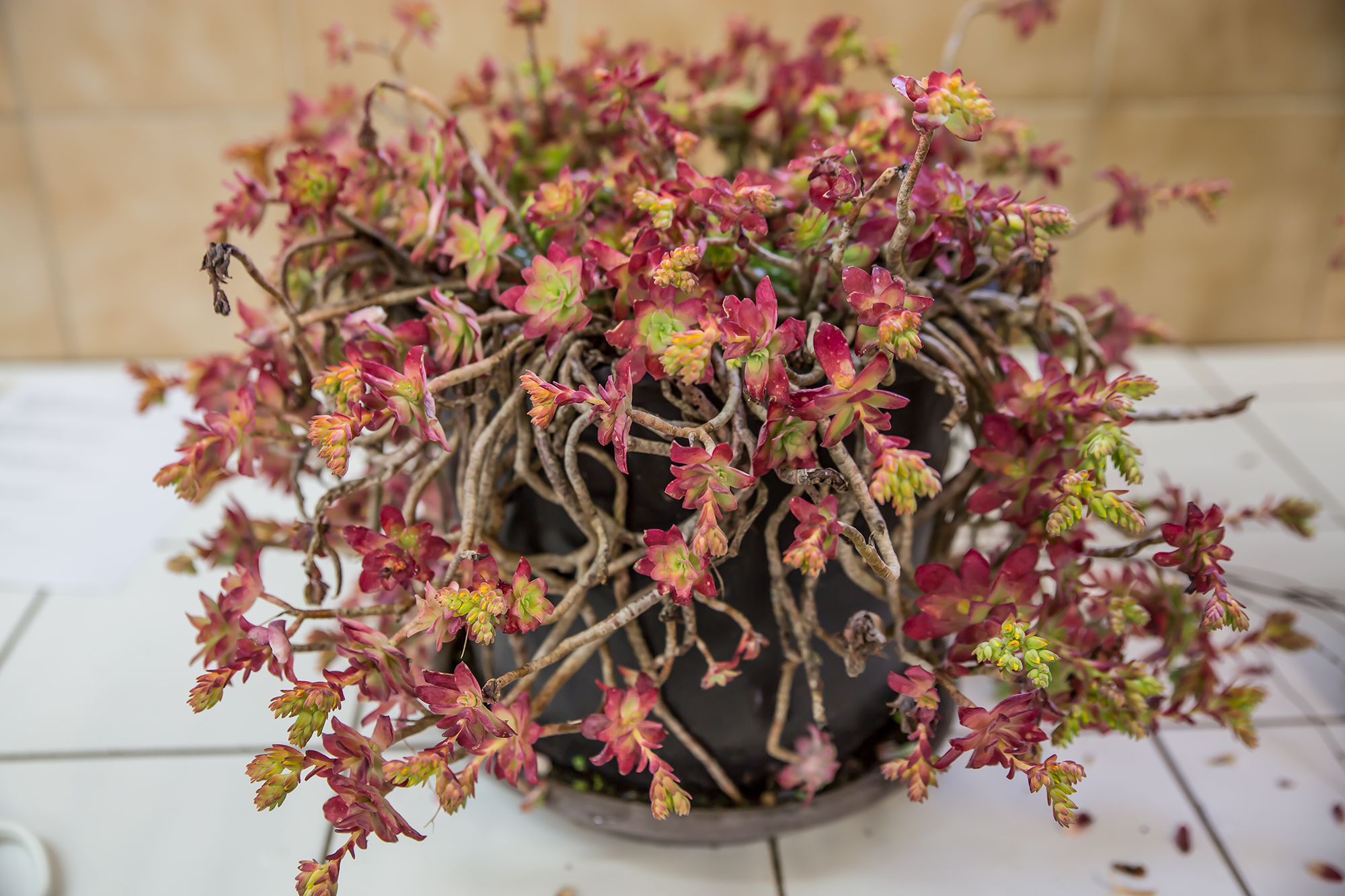 1 1er pied de succulente 1bis070318.jpg