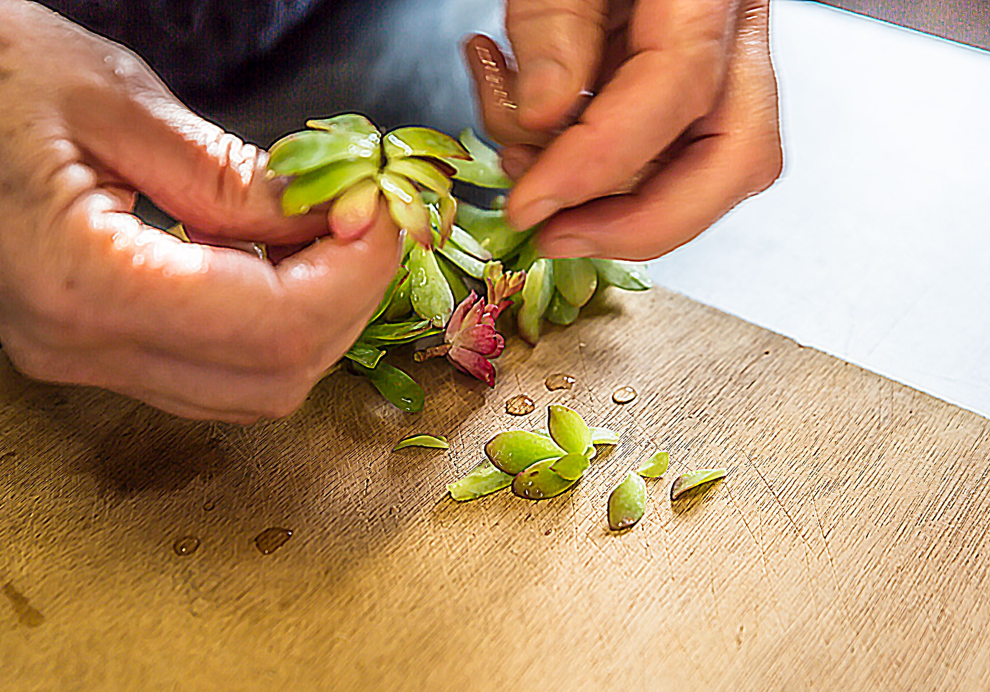 6 Les feuilles de succulente sont séparées 1bis 070318.jpg