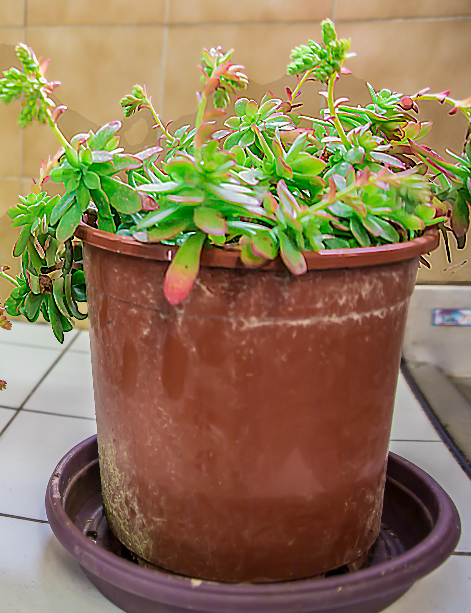 2 Autre pied de succulente 1bis 070318.jpg