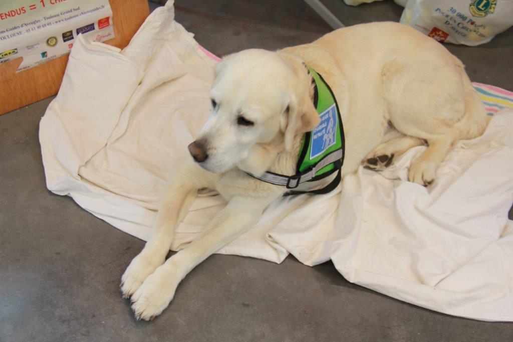 CHIEN GUIDE LE REPOS BIEN MERITE.JPG