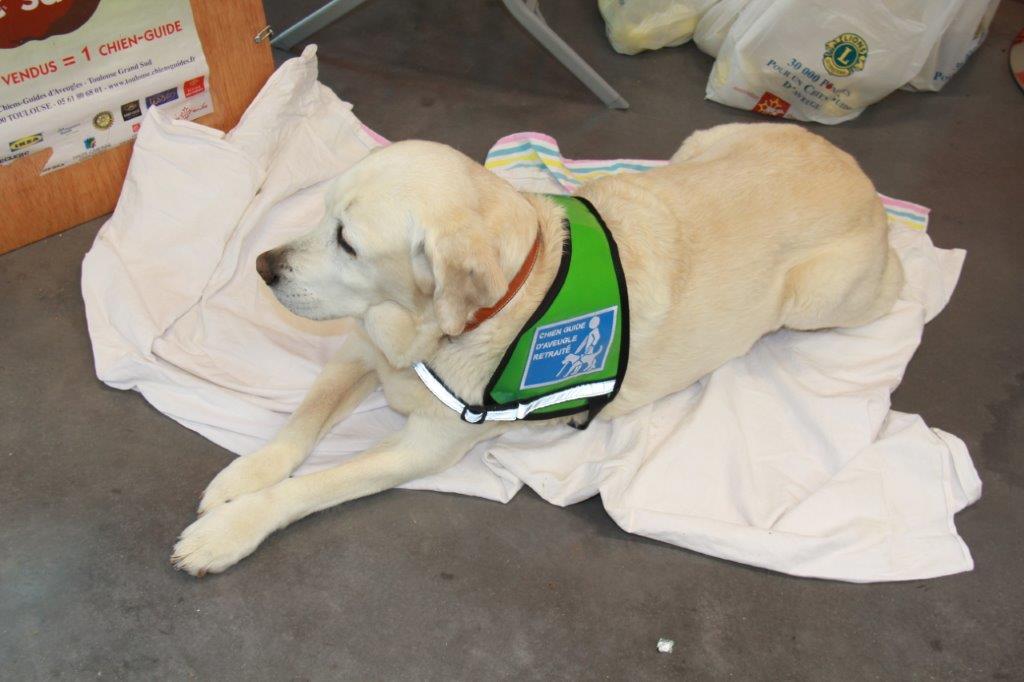 CHIEN GUIDE D'AVEUGLE RETRAITE.JPG