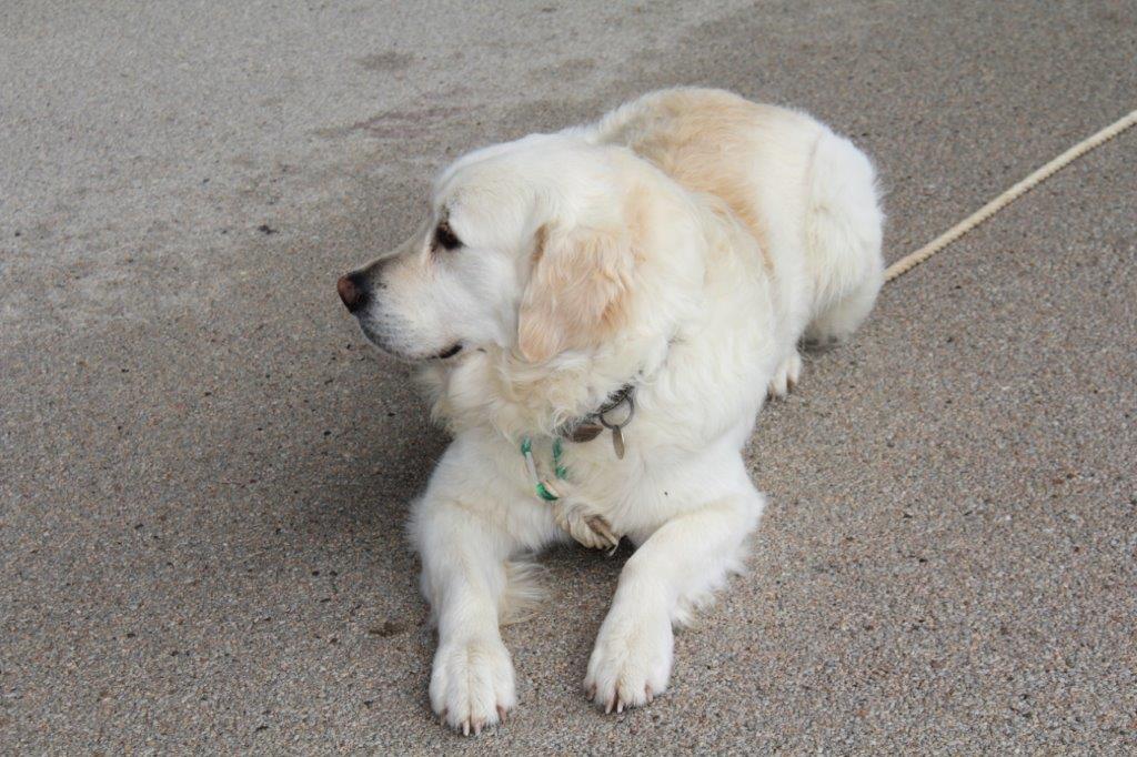 CHIEN DE DEMONSTRATION.JPG