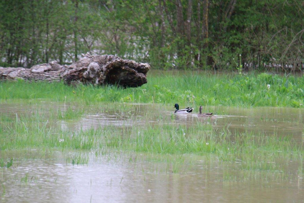 IMG_2884.jpg
