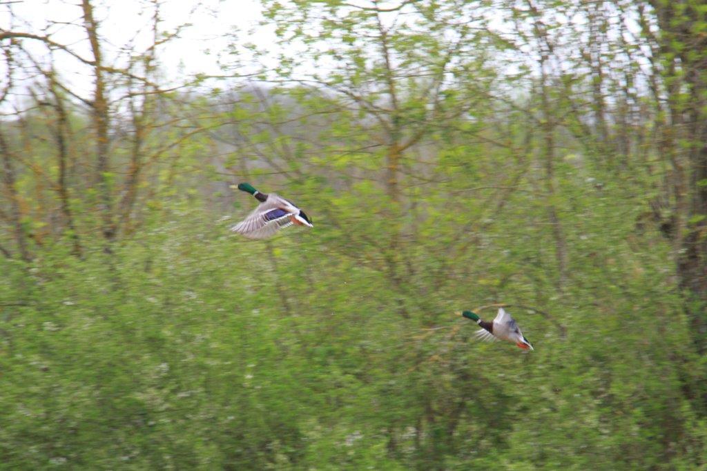 IMG_2886.jpg