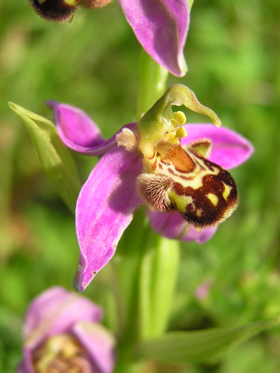 orchidee.JPG