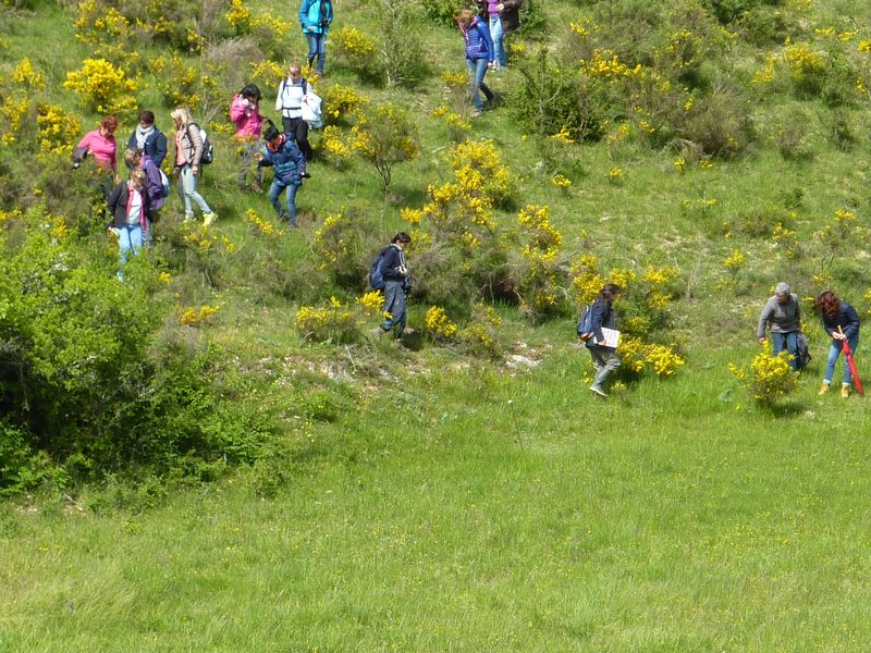 fete de l'orchidee 2017.jpg