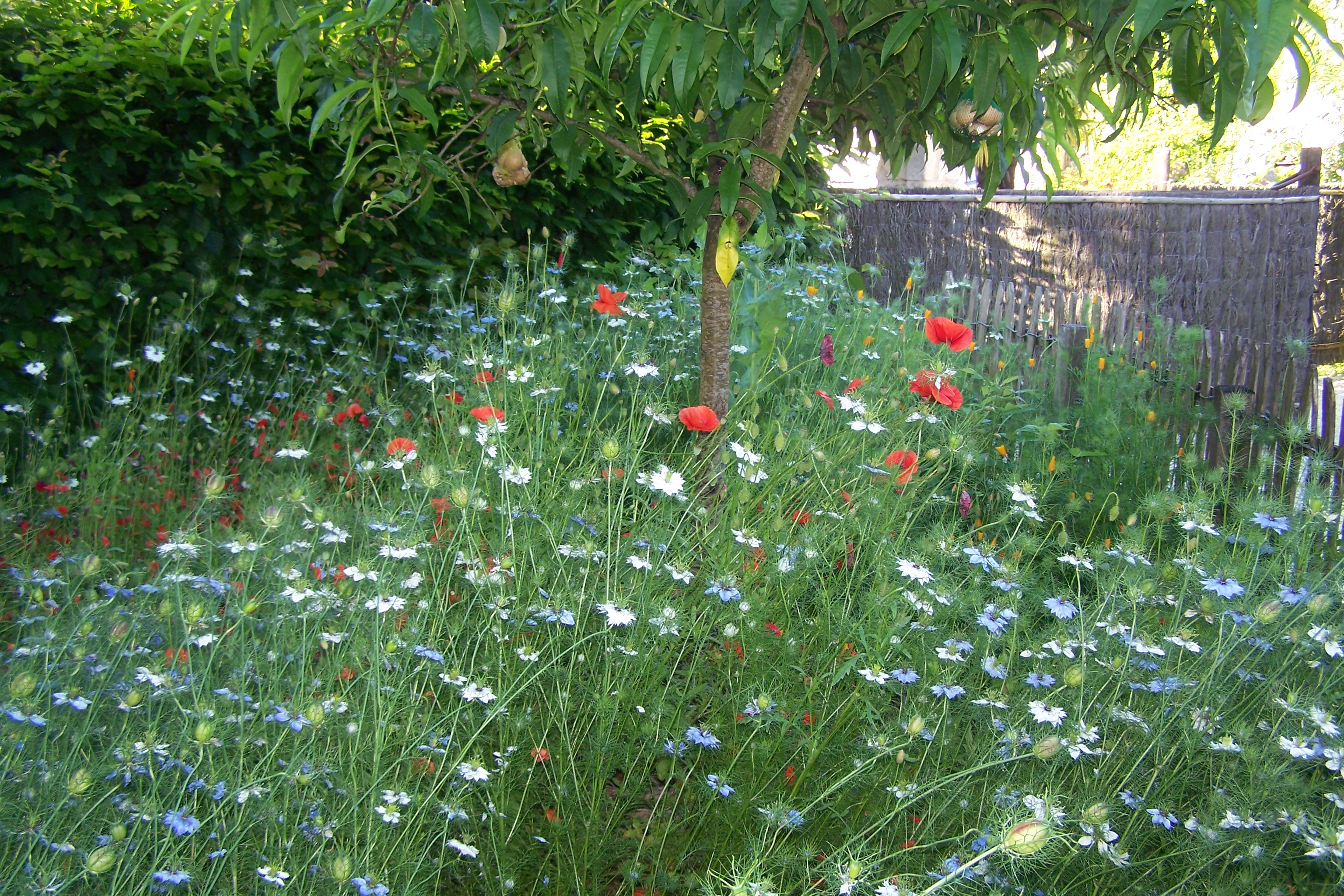 savearts galerie expo photo gascogne mauv jardin de jeanne homps 029.JPG