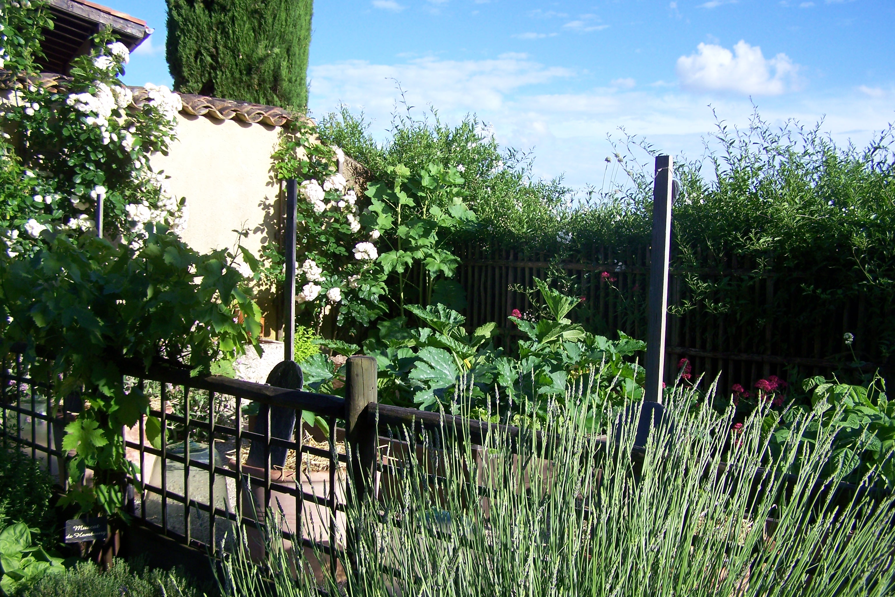 savearts galerie expo photo gascogne mauv jardin de jeanne homps 025.JPG