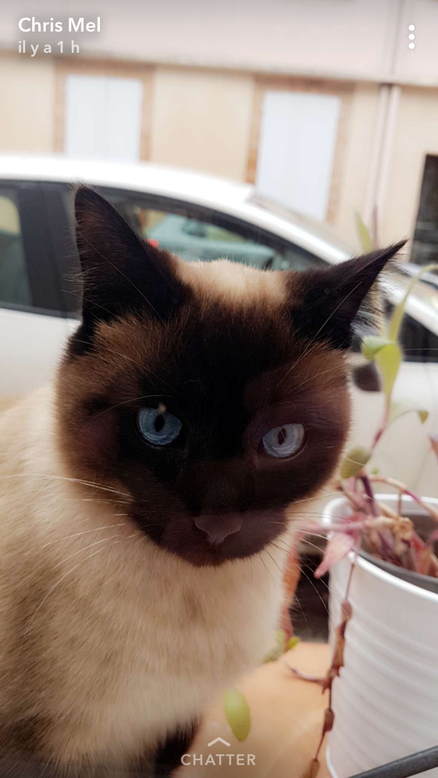 une si belle tête pour cette chatte siamoise.PNG