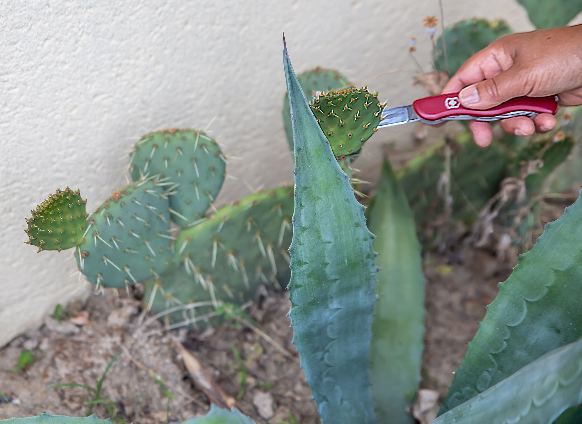 6 Cueillette de pousses de cactus 1bis 040718.jpg