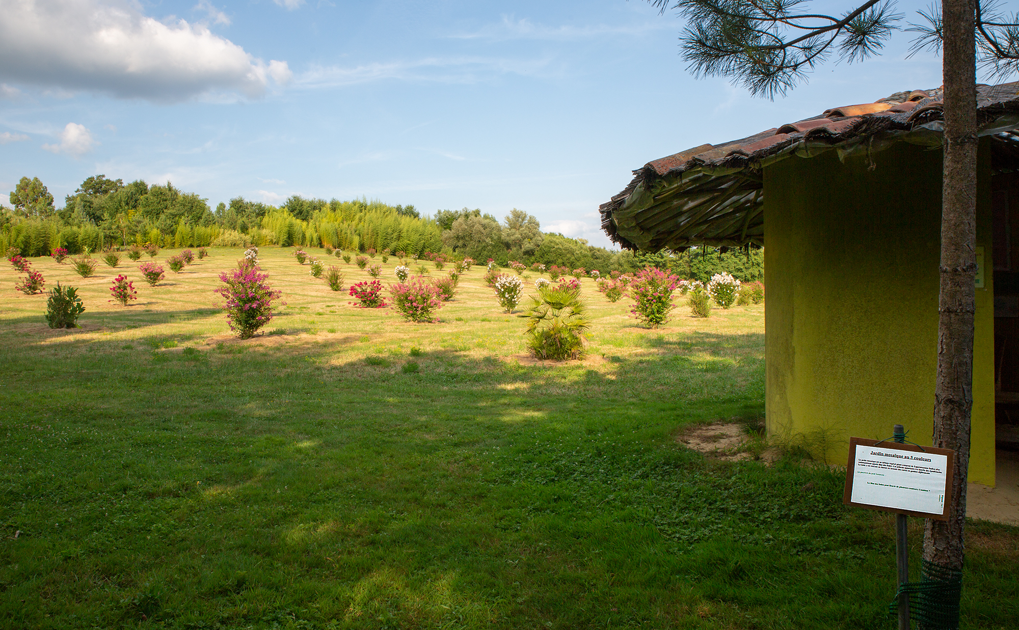 3 Les lagerstroemias depuis la biliothèque champêtre 1bis 010818.jpg