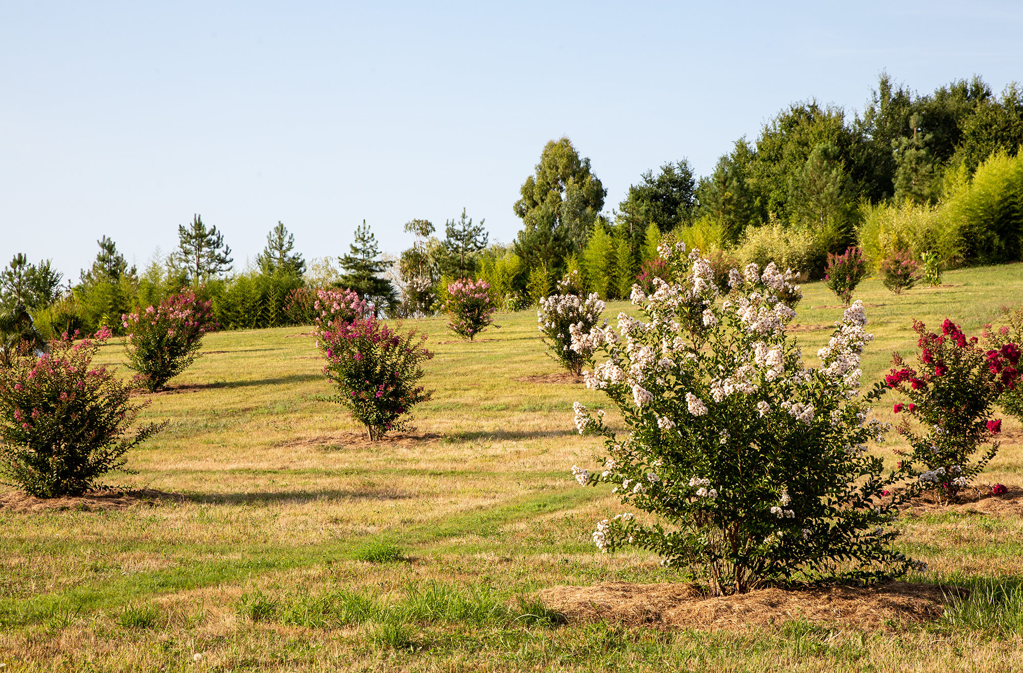 6 Les lagerstroemias  1bis 010818.jpg