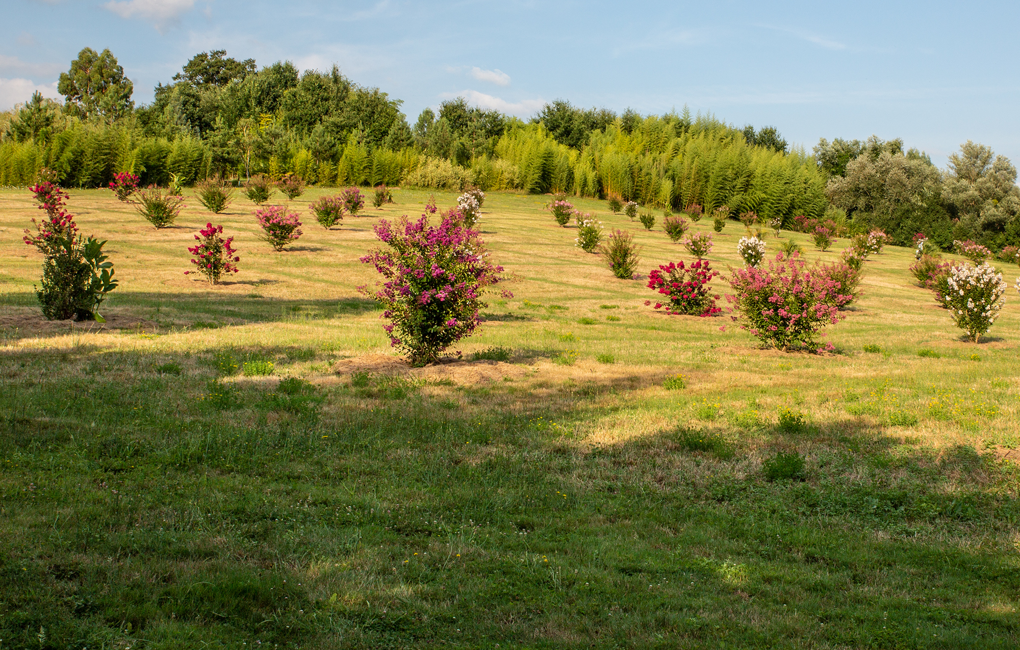 2 Les lagerstroemias 1bis 010818.jpg