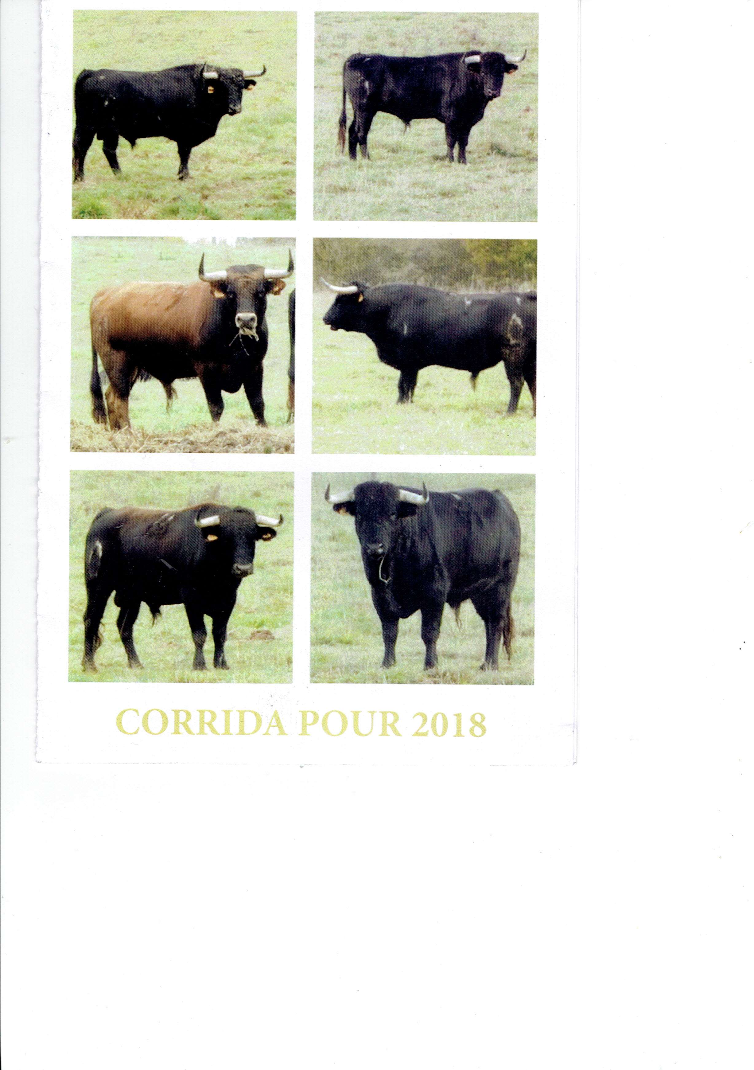 toros.jpg