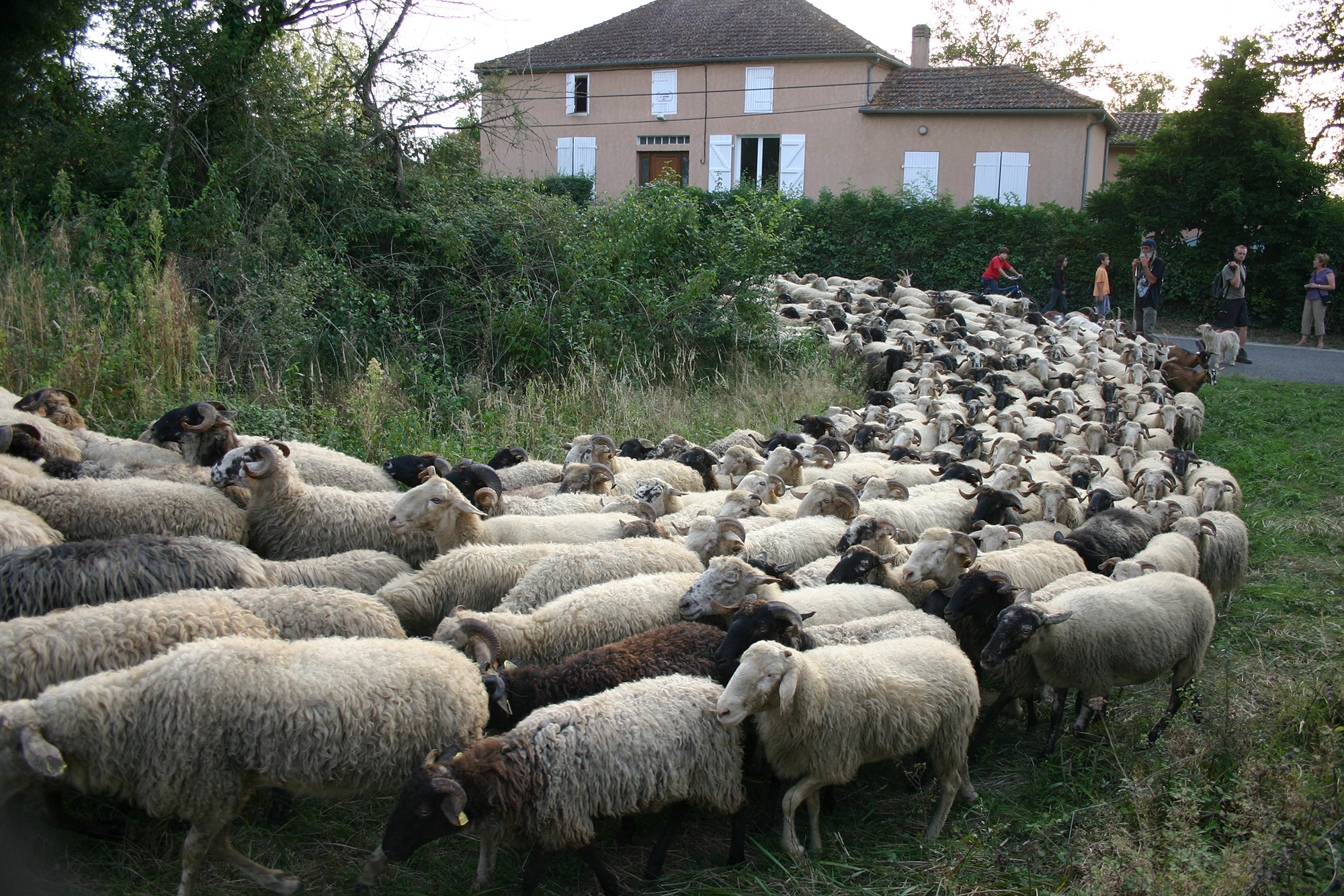 Au pré à Saint-Griède 1bis 13.09.07.jpg