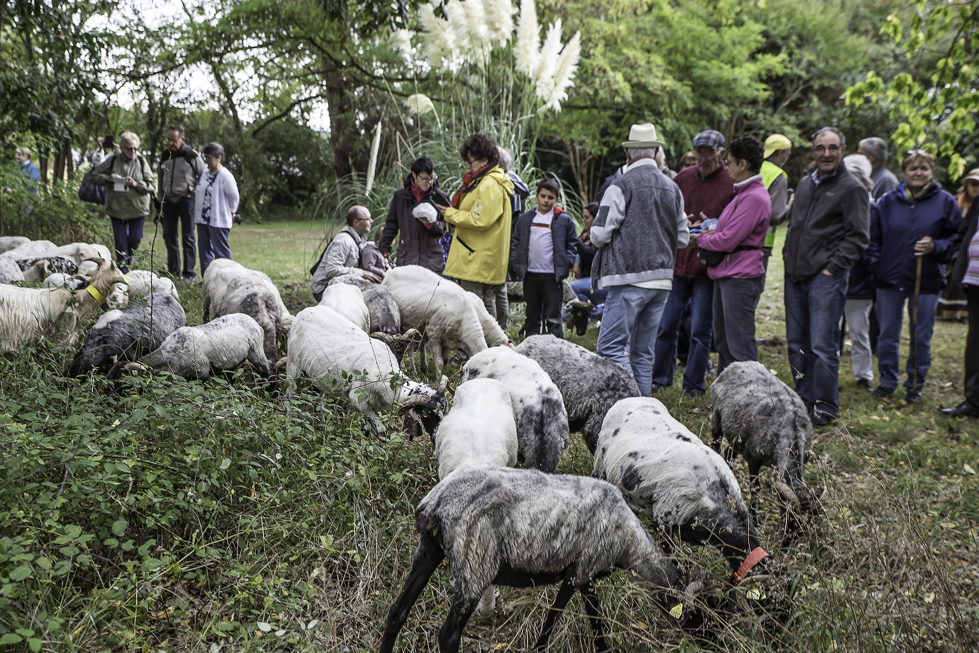 00 Le public s'approche des animaux 1bis 160917.jpg
