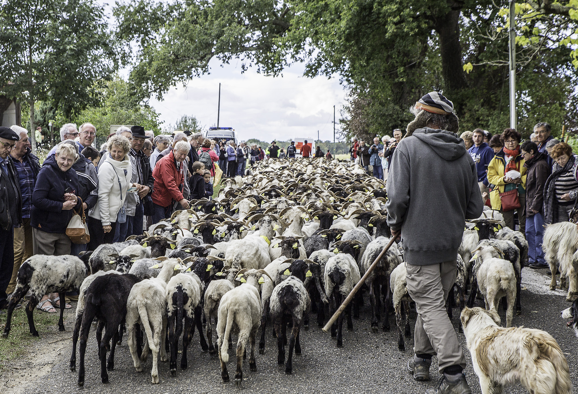 4 Le troupeau entre dans le pré 1bis 160917.jpg