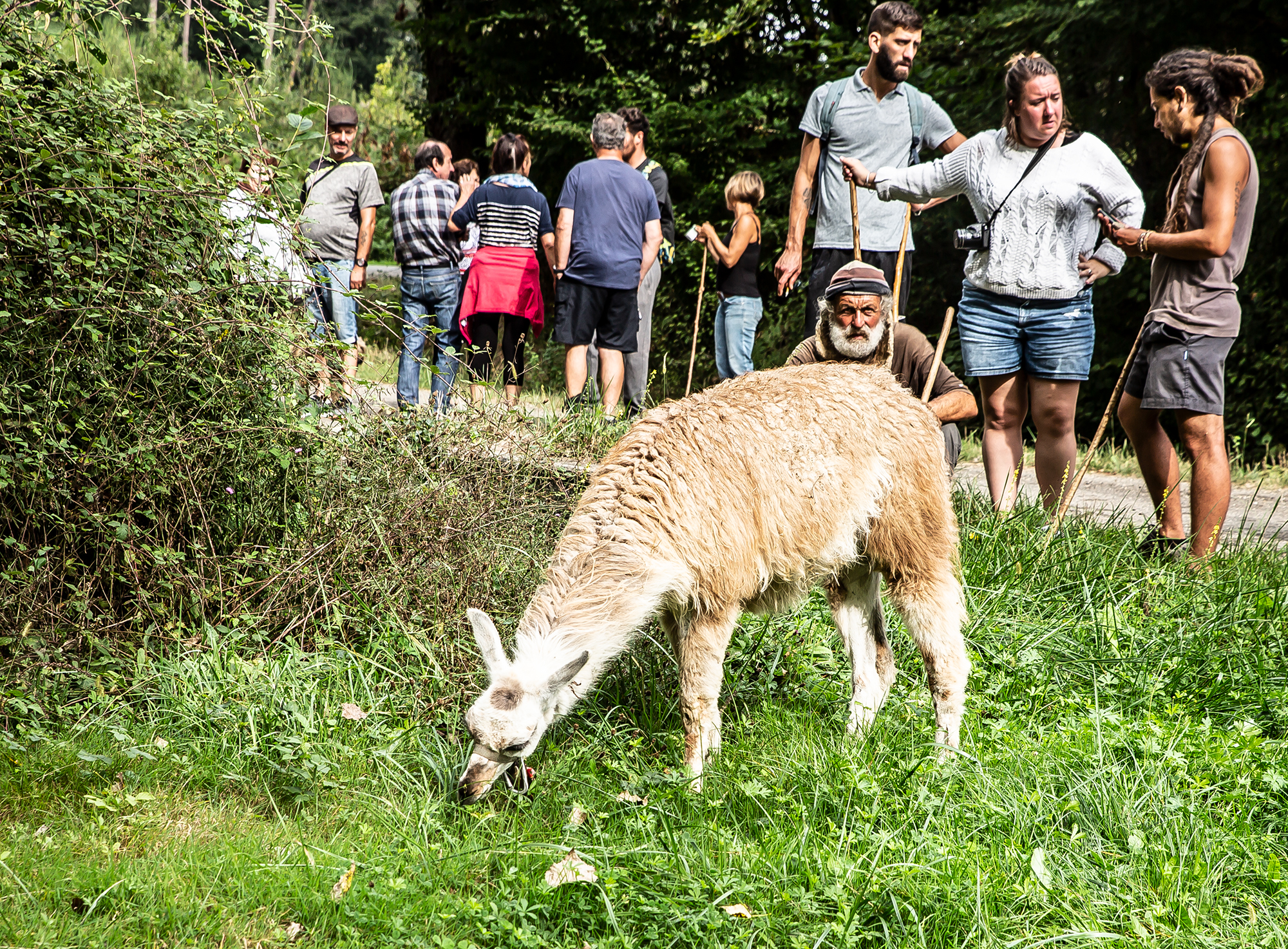 6 Le lama sous l'oeil du maître 1bis 210918.jpg
