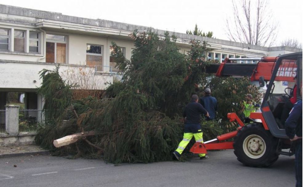 sapin mirande 21.JPG