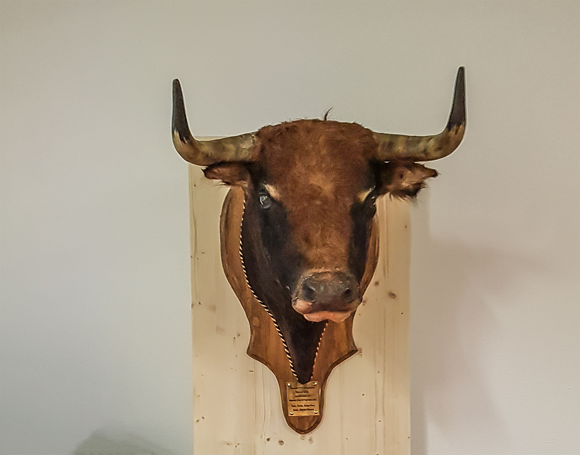 4 Un toro de l'alternative 1bis 301118.jpg