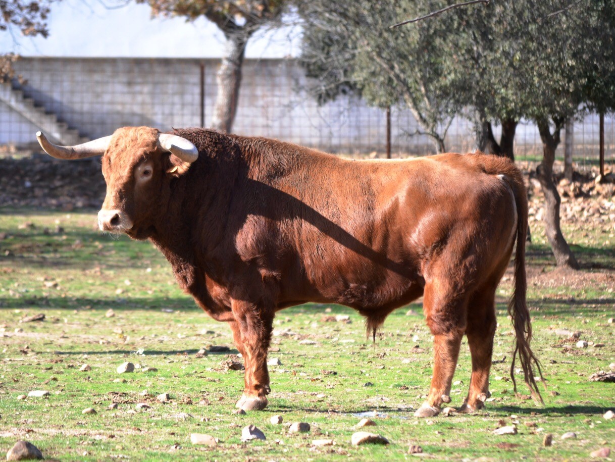 pedraza de yeltes3.jpg