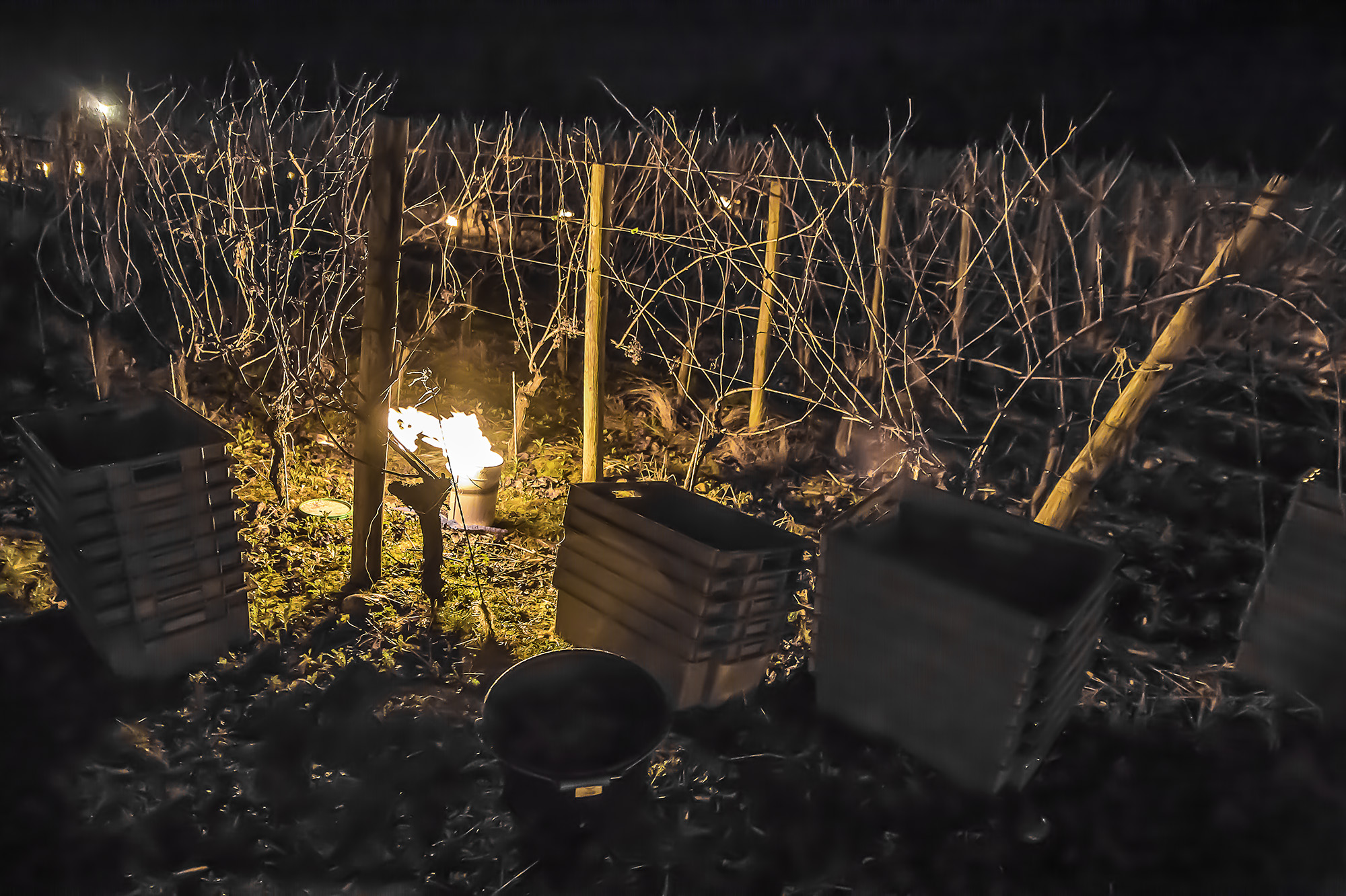 3 La vigne est prête 1bis 311217.jpg