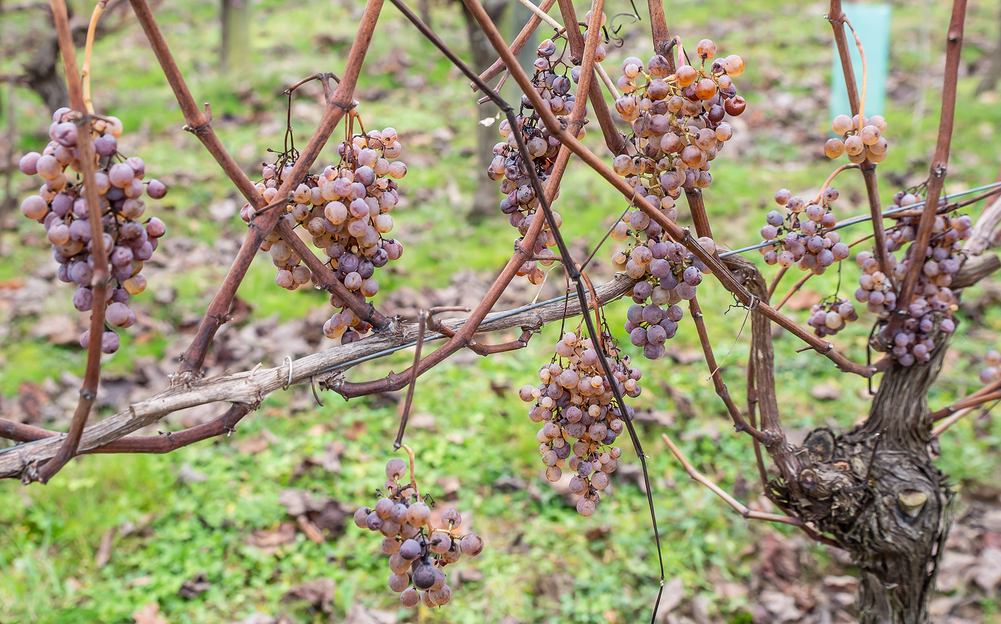 6bis Les belles grappes 1bis 221218.jpg