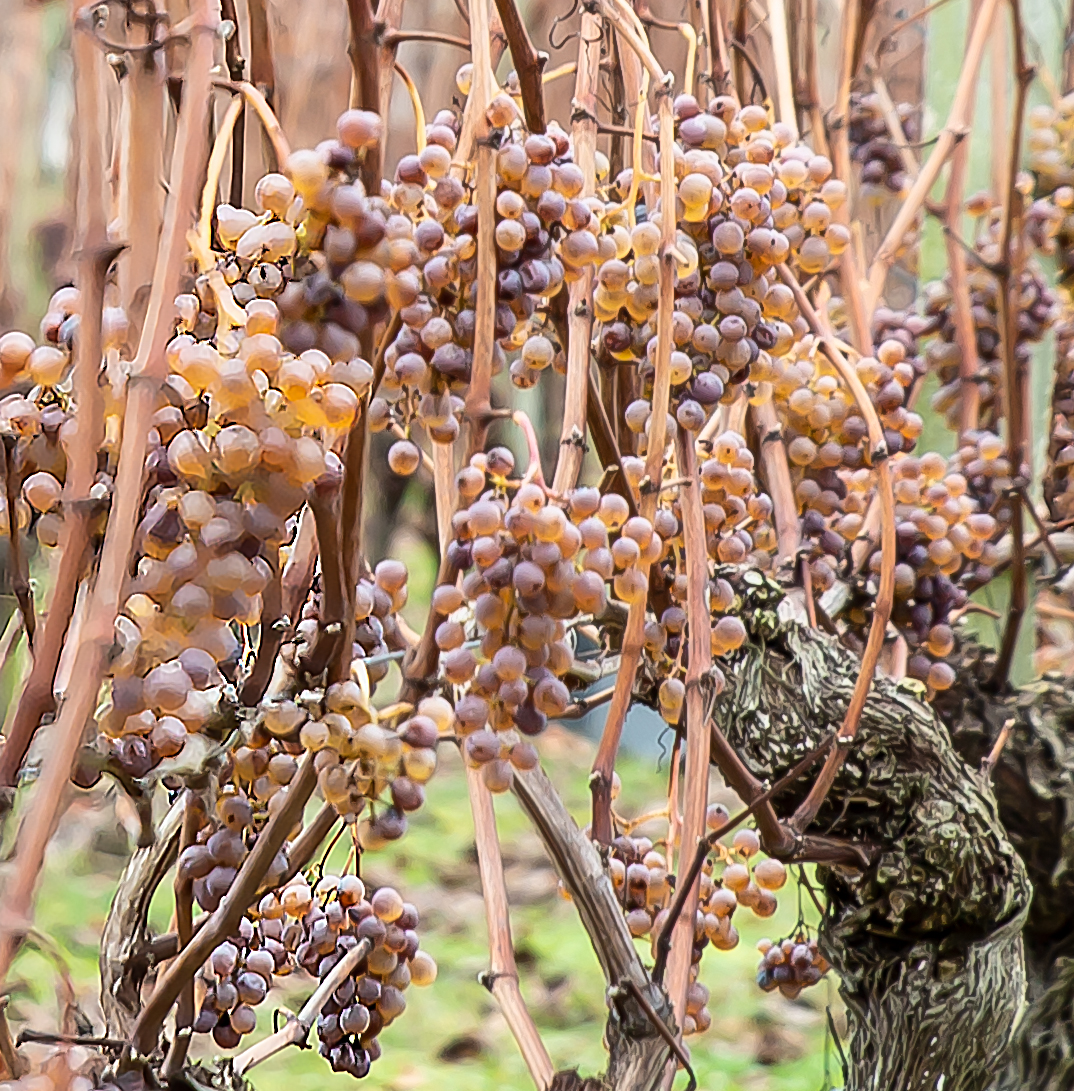 6ter Les belles grappes 1bis 221218.jpg