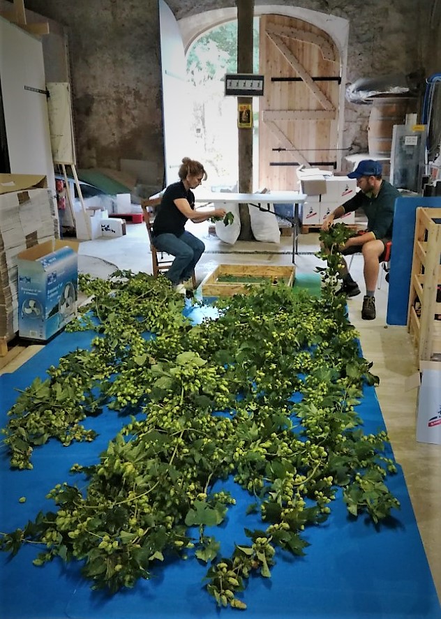 recolte houblon.jpg