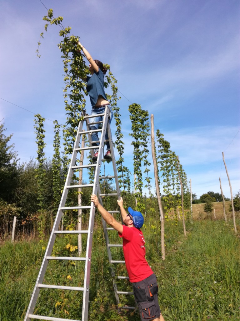 taille houblon.jpg