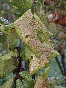 220px-Flavescence_dorée_3.jpg