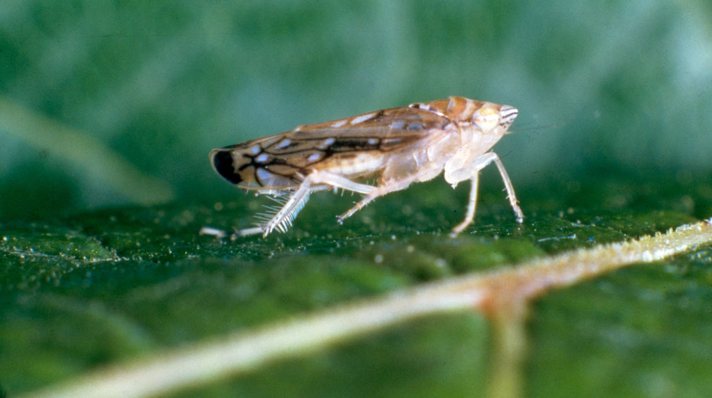 cicadelle-flavescence-doree_1024.jpg