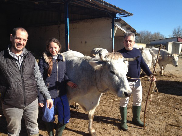 mirandaise vache 1 sicard.jpg