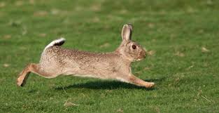 Lapin.jpg