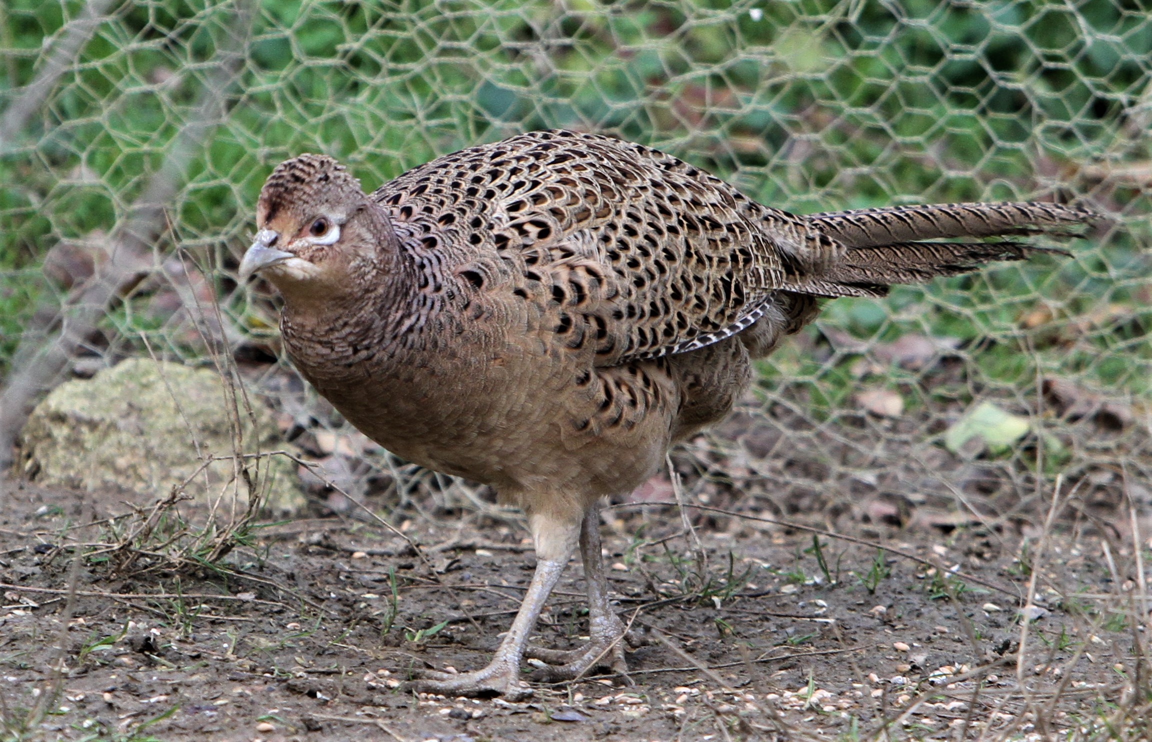 IMG_4553.JPG