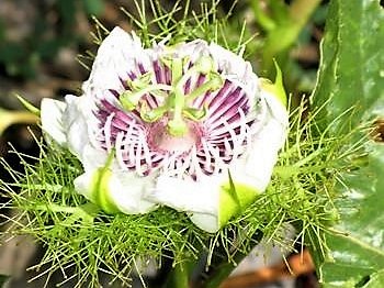 passiflora poc poc_InPixio.jpg