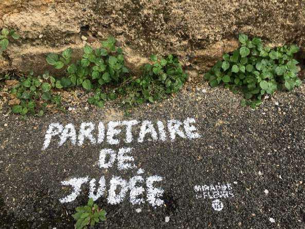 Pariétaire de judée.jpg