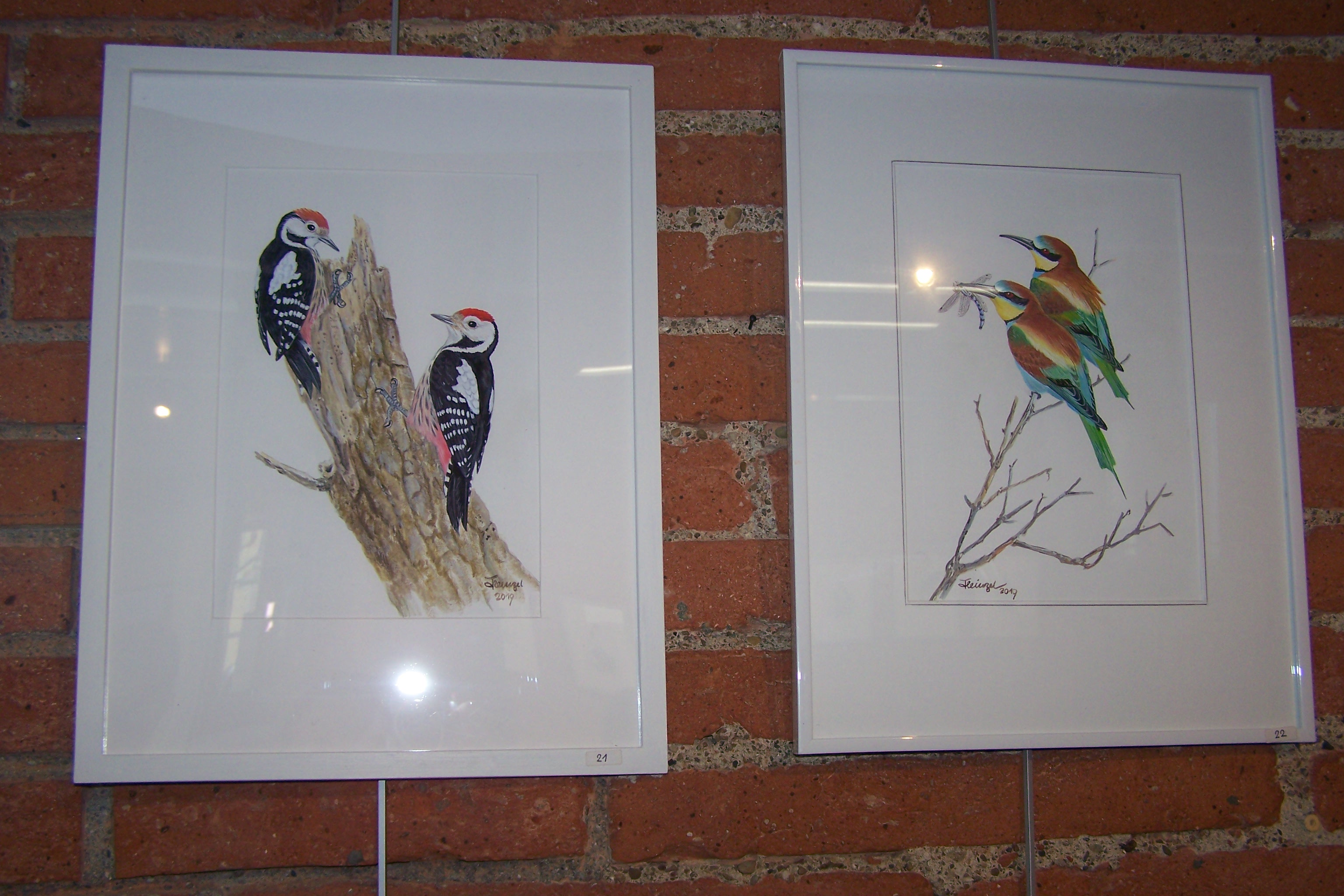 oiseaux herman heinzel samatan médiathèque2019 002.JPG