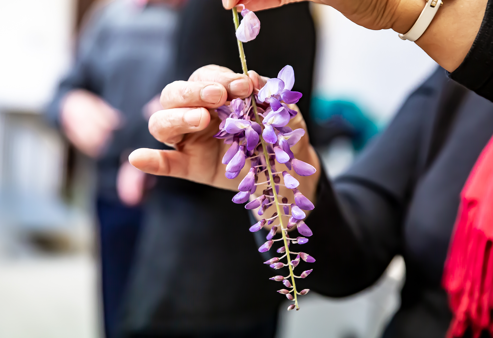 7 Egrappage des fleurs 1bis 030419.jpg