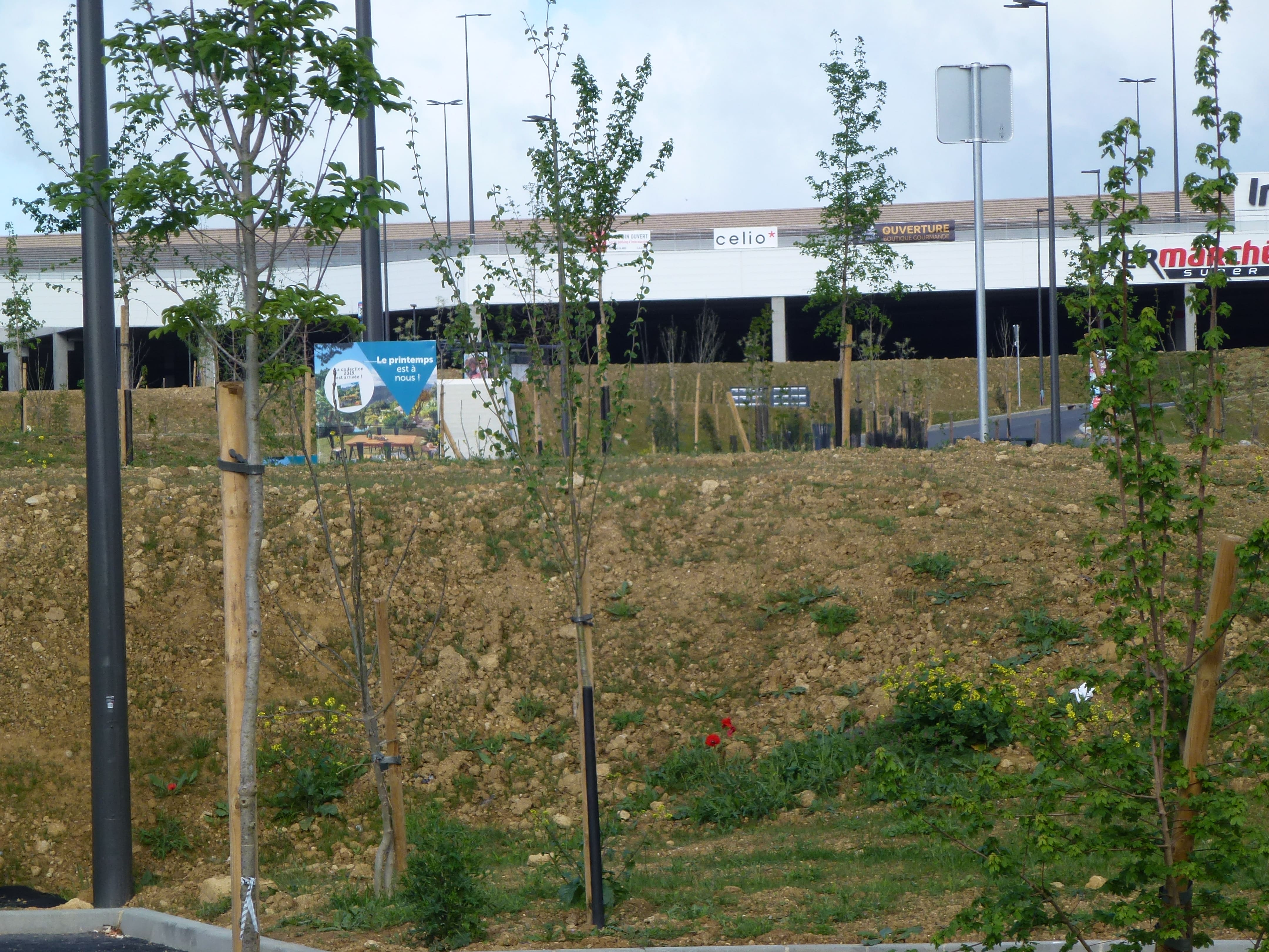 Le grd chene fouillis.jpg