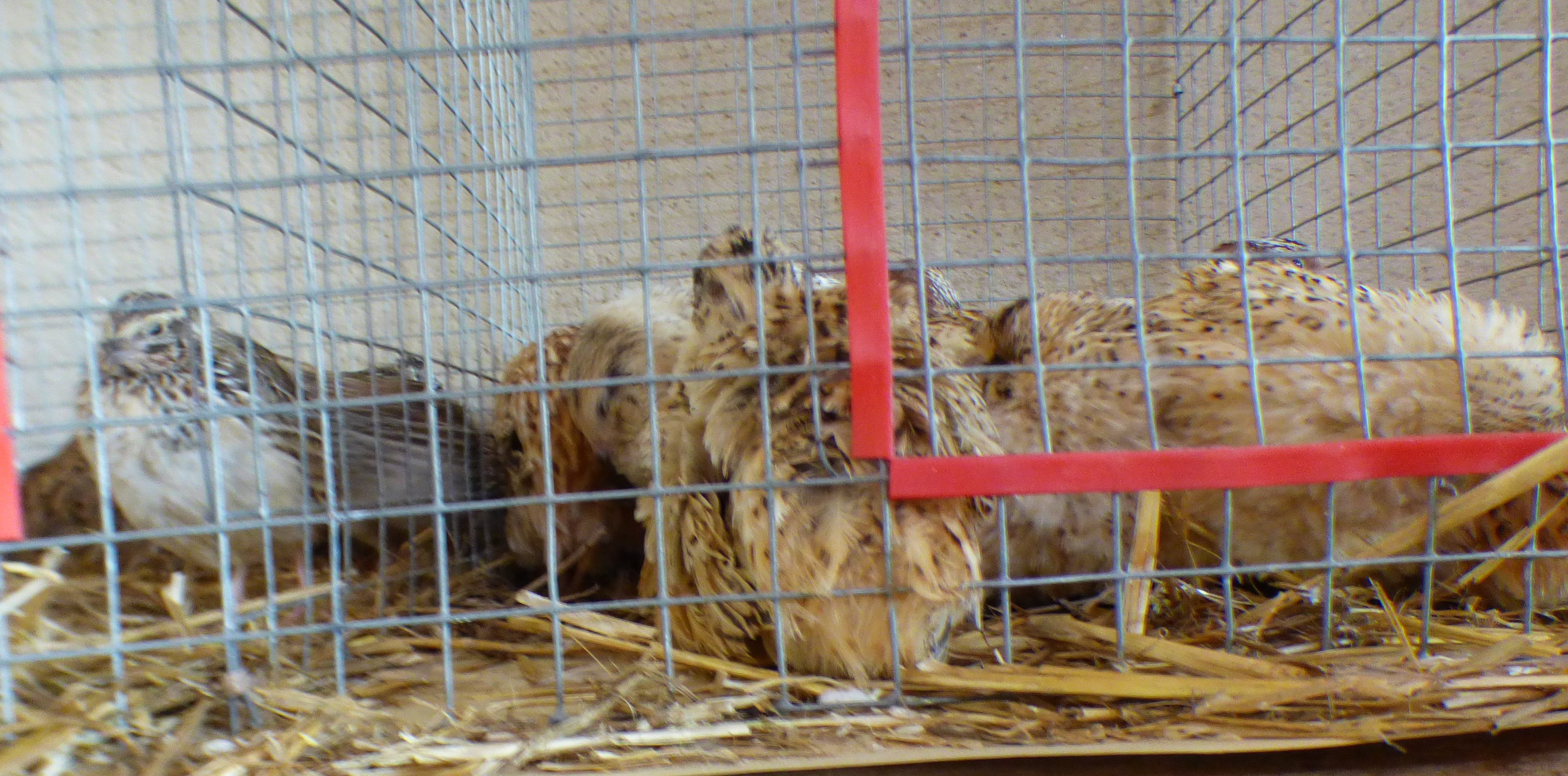 P1080579 (2).JPG