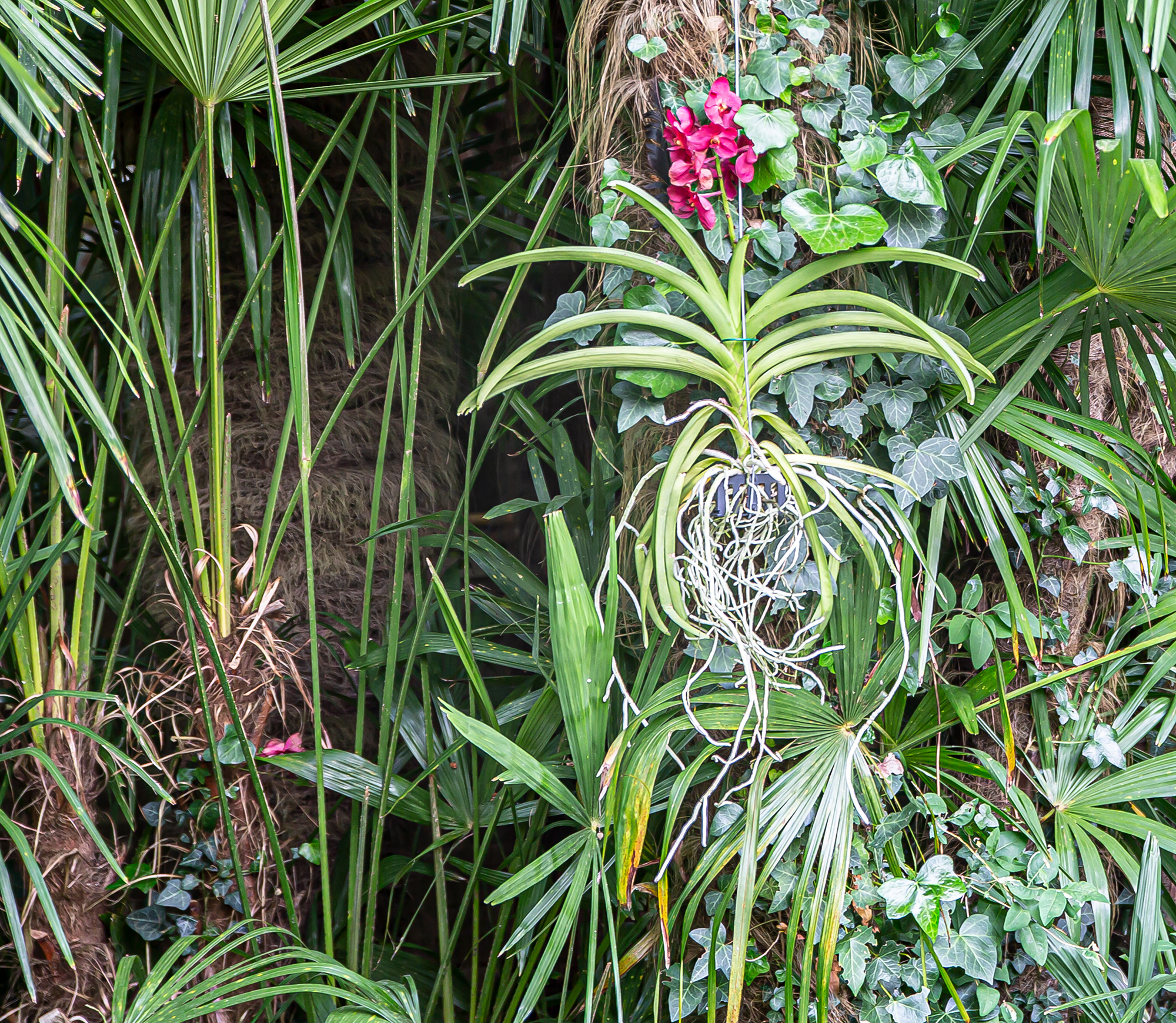 6 Orchidée vanda 1bis 030619.jpg