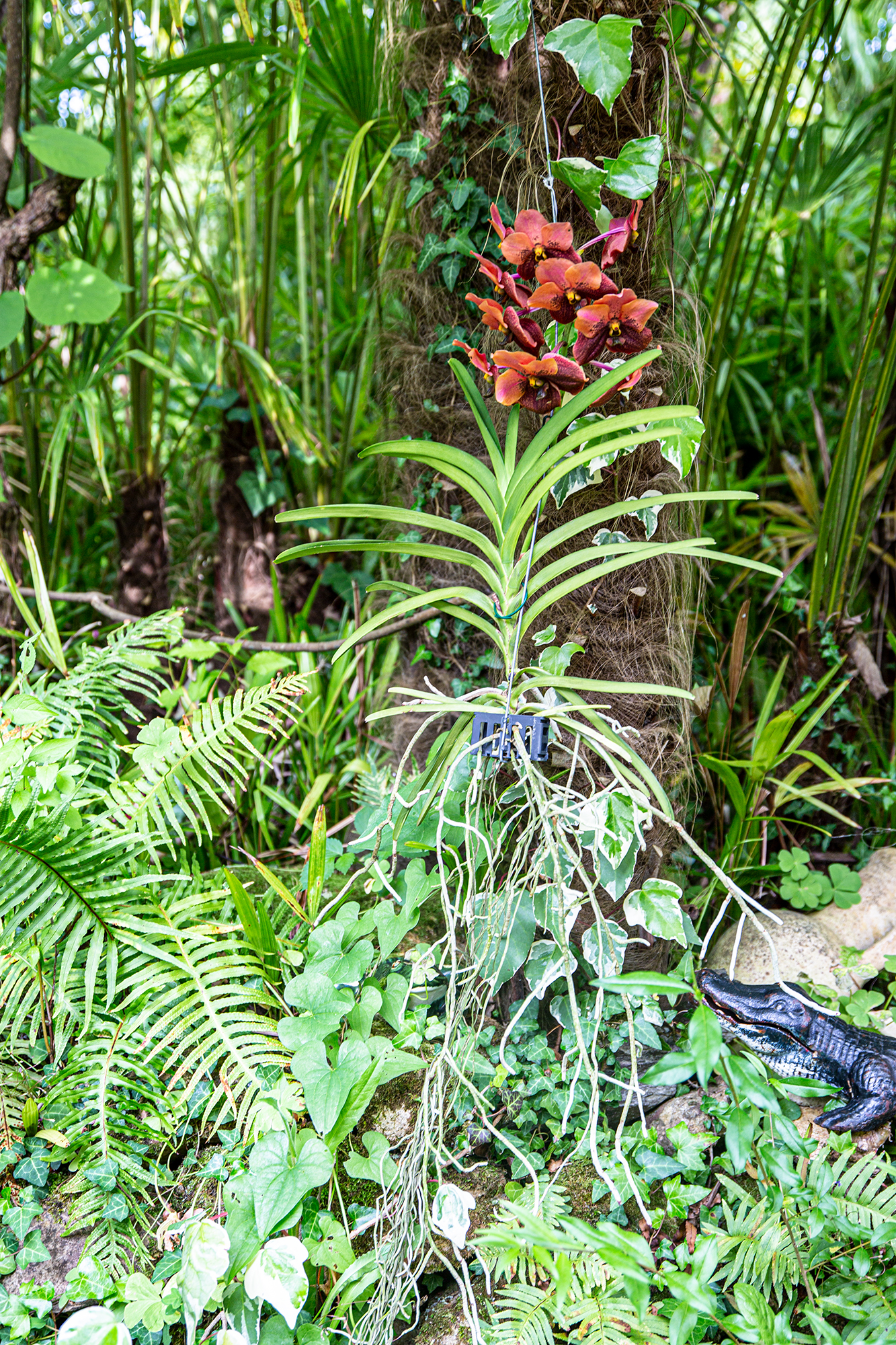 3 Orchidée vanda 1bis 030619.jpg
